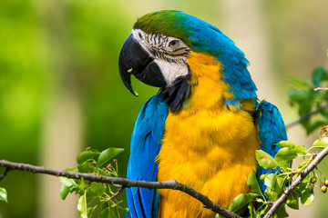 Parrot