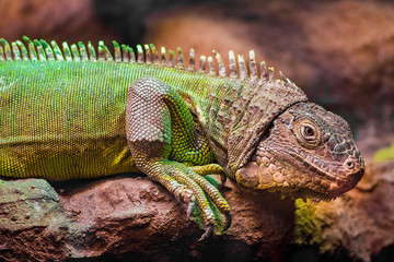 Iguana