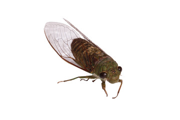 A close-up of a cicada (Tibicen bichamatus).North of Thailand - obrazy, fototapety, plakaty
