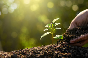 The seedling are growing from the rich soil to the morning sunlight that is shining, ecology...