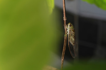 A close-up of a cicada (Tibicen bichamatus).North of Thailand
