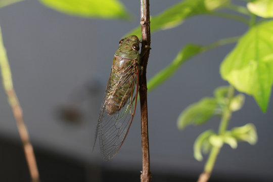 A close-up of a cicada (Tibicen bichamatus).North of Thailand