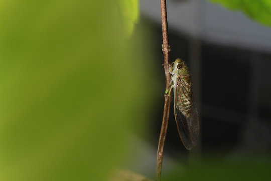 A close-up of a cicada (Tibicen bichamatus).North of Thailand