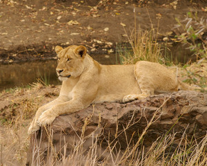 Wildlife