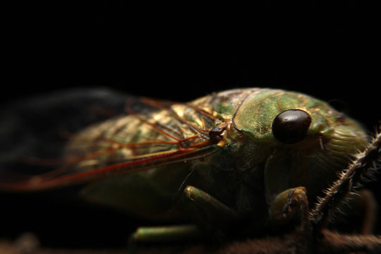 A close-up of a cicada (Tibicen bichamatus).North of Thailand
