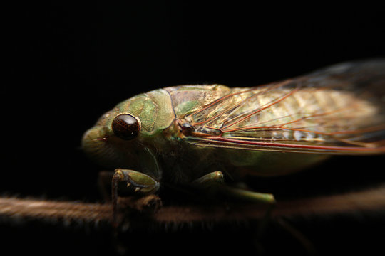 A close-up of a cicada (Tibicen bichamatus).North of Thailand