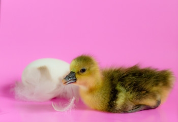 A child of a gray-Ukrainian goose sits near a goose egg with feathers on a pink background