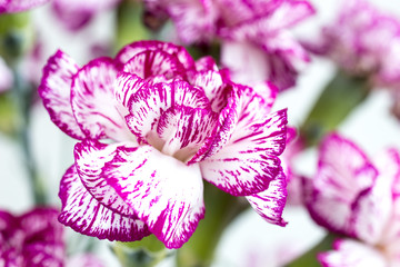 close up view of beautiful carnation flowers