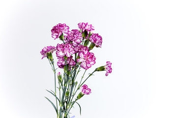 beautiful carnation flowers isolated on white background