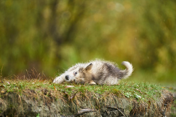 white dog on grass