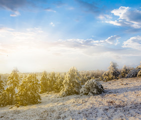 winter frozen pine tree forest in a snow at the sunset, winter outdoor background