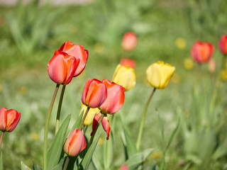 flowerbed with red and yellow tulips