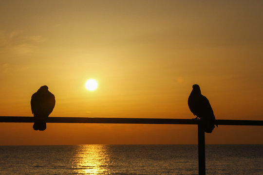 two doves greeted the dawn at sea,a couple of pigeons admiring the dawn ,beautiful dawn at sea and the couple of pigeons,beautiful romantic love sea,love and pigeons,romantic morning at sunrise ,selec