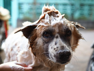 Cute Dog taking a shower with soap and water, Fat dog , Thai dog bathing, Thai Bangkaew dog.