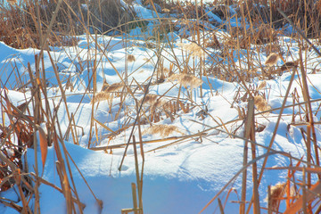Fototapeta premium wilderness plants in the winter snow