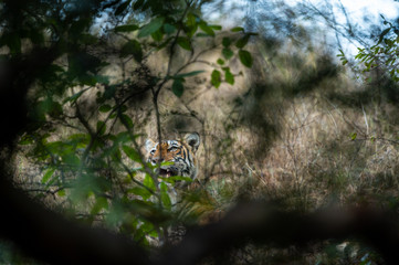 wild female tiger resting behind bushes in winter safari in forest of Ranthambore Natiol park, india - panthera tigris