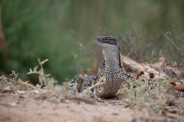 goanna