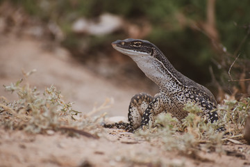 goanna potrait