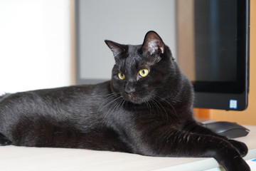 マイキャット