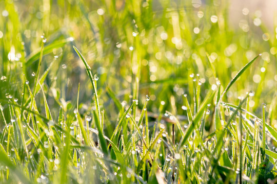 green grass in morning dew. beautiful springtime nature scenery in the morning