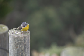 perched bird