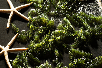 Umibudo, Japanese seaweed know as sea grapes © mnimage