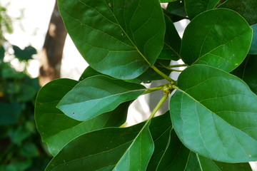 Fototapeta na wymiar nature leaf background, close up green plant 