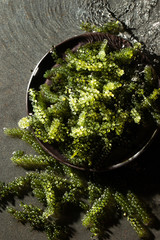 Umibudo, Japanese seaweed know as sea grapes © mnimage