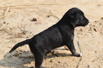 black puppy on the ground