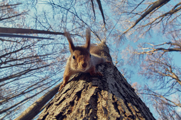 Portrait d& 39 un écureuil drôle sur un arbre