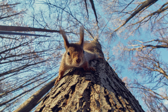 Portrait of a funny squirrel on a tree