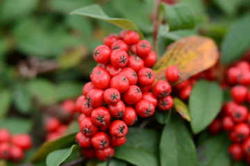 pyracantha red berries on a branch