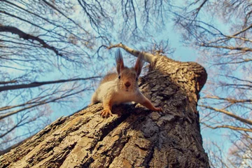 Schilderijen op glas Portret van een grappige eekhoorn op een boom © Dmitry
