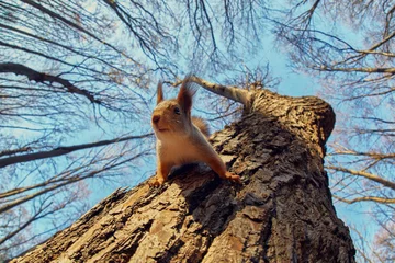 Tuinposter Portret van een grappige eekhoorn op een boom © Dmitry