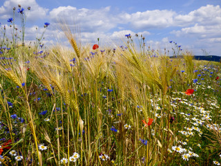 field of wheat with wildflowers, poppies, cornflowers