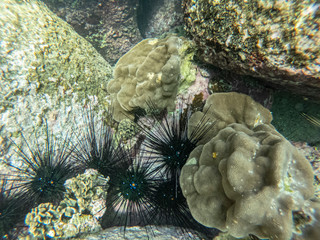  sea urchins at the bottom of the sea