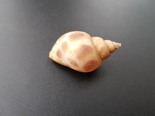 sea shell on black background