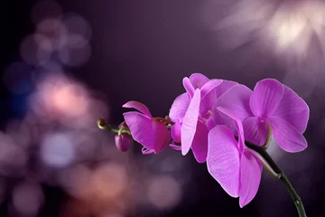 Zelfklevend Fotobehang orchid flower on a blurred purple background. valentine greeting card. love and passion concept. beautiful romantic floral composition.  © Pellinni