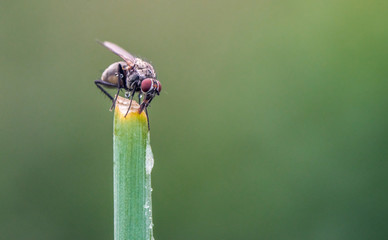 Fly sitting on the grass on green background with space for text