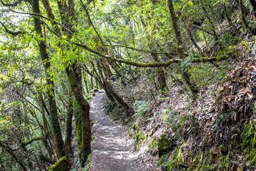 Rainforests of Nepal. Road and vegetation on the way to Everest