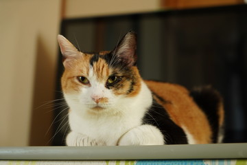 マイキャット