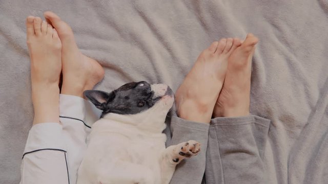 top view unrecognizable woman man with french bulldog relaxing at home
