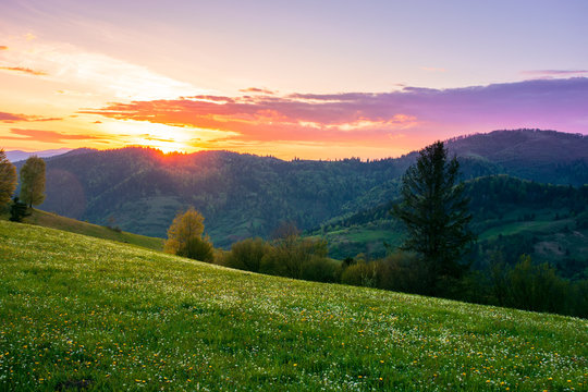 rural landscape in mountains at dusk. amazing view of carpathian countryside with fields and trees on rolling hills. herbs and flowers on the meadow. glowing purple clouds on the sky. calm weather in 