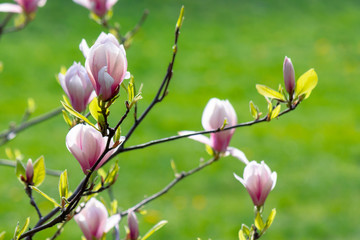 Obraz premium white magnolia blossom background in backlit sunlight. beautiful nature scenery in springtime