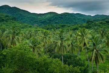 Tropical palm forest idyllic nature