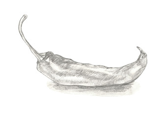 Hand drawn pepper illustration isolated on white background.
