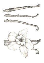 Vanilla spice pod hand drawn illustration, isolated sketched drawing.