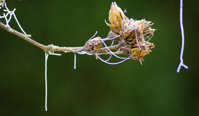 Fil de givre