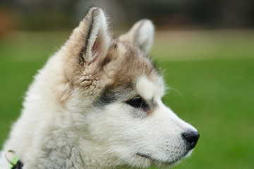 alaskan malamute