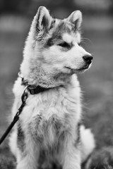 alaskan malamute